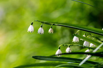 Pretty leucojum aestivum flowers, commonly known as summer snowflakes, in bloom on a sunny March day - 755527138