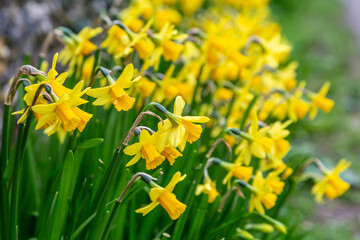 Pretty daffodils in springtime, with selective focus - 755527312