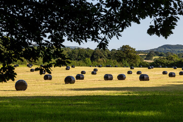 A summer farm landscape with hay bales wrapped in plastic in a field - 755527350