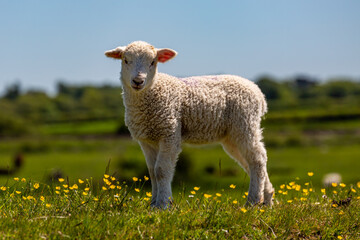 A lamb looking at the camera, on a sunny day in rural Sussex - 755527532