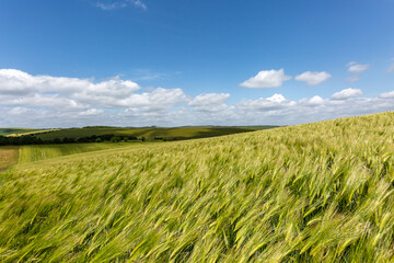 Cereal crops growing in rural Sussex with a blue sky overhead - 755527552