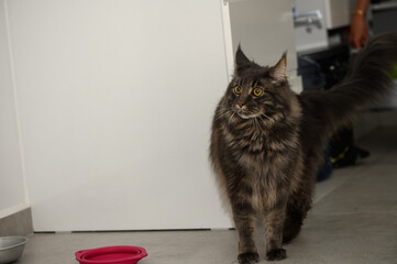 Fluffy Maine Coon on a light background