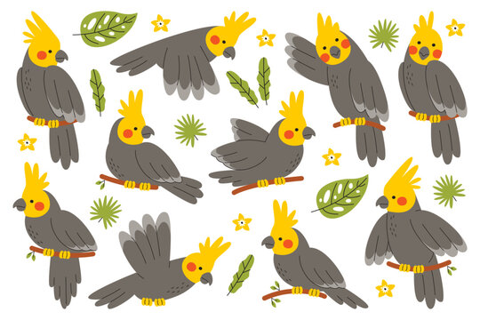 Cute corella parrot bird cartoon character sitting on tree branch, flying, talking and gesturing set