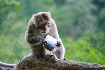 A monkey sitting on a log is trying to open a plastic container filled with food