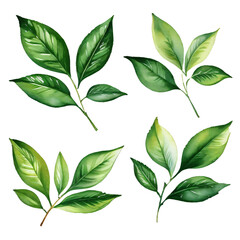 Tea leaves watercolor style with transparent background