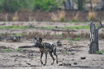 African Wild Dog (Lycaon pictus) on the prowl looking for prey in South Luangwa National Park, Zambia