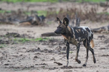 African Wild Dog (Lycaon pictus) on the prowl looking for prey in South Luangwa National Park, Zambia