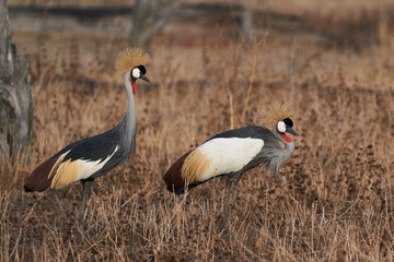 Grey Crowned Cranes (Balearica regulorum) displaying at the start of the rainy season in South Luangwa National Park, Zambia
