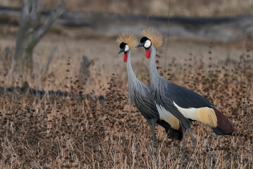 Grey Crowned Cranes (Balearica regulorum) displaying at the start of the rainy season in South Luangwa National Park, Zambia