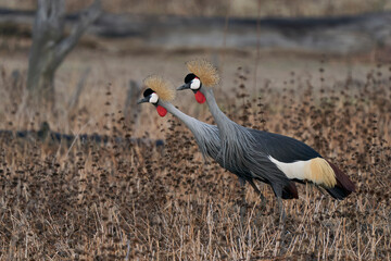 Grey Crowned Cranes (Balearica regulorum) displaying at the start of the rainy season in South Luangwa National Park, Zambia