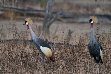 Grey Crowned Cranes (Balearica regulorum) displaying at the start of the rainy season in South...