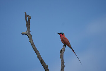 Southern Carmine Bee-eater (Merops nubicoides) perched in a tree against a blue sky in South...