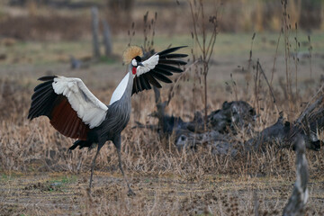 Grey Crowned Cranes (Balearica regulorum) displaying at the start of the rainy season in South Luangwa National Park, Zambia