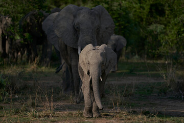 Group of African Elephant (Loxodonta africana) in South Luangwa National Park, Zambia