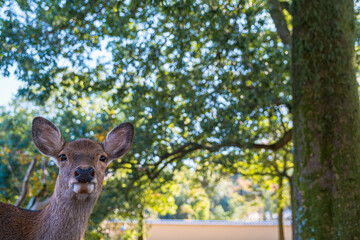 【#奈良】奈良公園の鹿