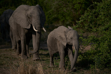 Obraz na płótnie Canvas Group of African Elephant (Loxodonta africana) in South Luangwa National Park, Zambia