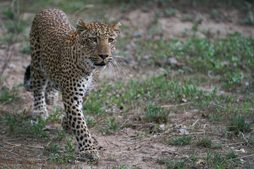 Female Leopard (Panthera pardus) hunting in South Luangwa National Park, Zambia