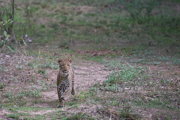 Female Leopard (Panthera pardus) hunting in South Luangwa National Park, Zambia