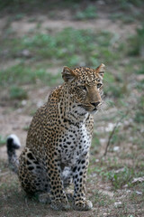 Female Leopard (Panthera pardus) hunting in South Luangwa National Park, Zambia