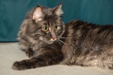 Maine Coon lies on the floor on a green background 1