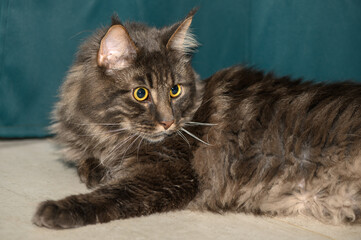 Maine Coon lies on the floor on a green background 2