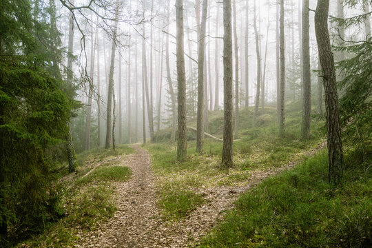 Kiefernwald im Morgennebel