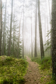 Kiefernwald im Morgennebel