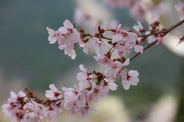 桜咲く冨士霊園。花曇りのもと、桜に彩られる公園墓地。フジザクラ（マメザクラ）。