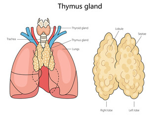 Human Thymus gland structure diagram hand drawn schematic raster illustration. Medical science educational illustration