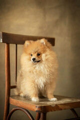 Little girl with cute Pomeranian dog at home, closeup