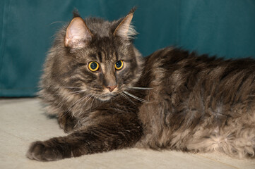 Maine Coon lies on the floor on a green background 3