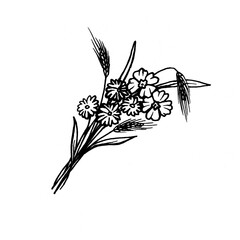 Close-up of a bouquet of meadow chamomiles, poppies, spikelets. Black and white outline illustration, hand drawn artwork isolated on white background. - 755532718