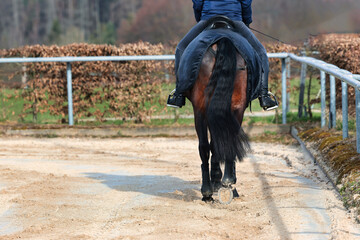 Horse with rider training on the riding arena, horse with kidney cover close-up legs and horse body. © RD-Fotografie