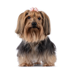 Adult Yorkshire Terrier dog, standing facing front. Pink bow tie in hair. Looking towards camera. Isolated on a white background.