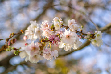 Close up of bright white blooming flowers on the almond tree twig in springtime.