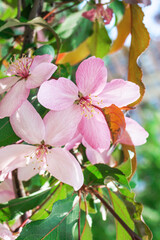 Blossom pink flowers of apple tree on the background of blooming garden in spring.