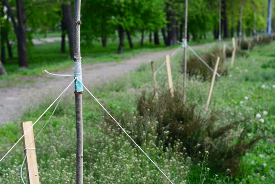 Tree staking after planting. Supporting a tree trunk with stakes to grow a straight tree.