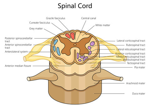Human spinal cord structure vertebral column diagram hand drawn schematic raster illustration. Medical science educational illustration