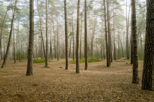 Kiefernwald im Morgennebel
