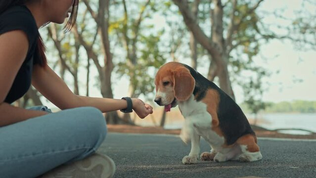 Beagle dog pet learning to give paw on command and getting treats at public park. Dog owner training tricks dog, Teaching discipline and obedient behaviour through play.