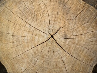 Cross section of tree trunk.Teak tree ring widths and texture.