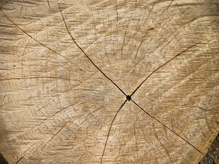 Cross section of tree trunk.Teak tree ring widths and texture.