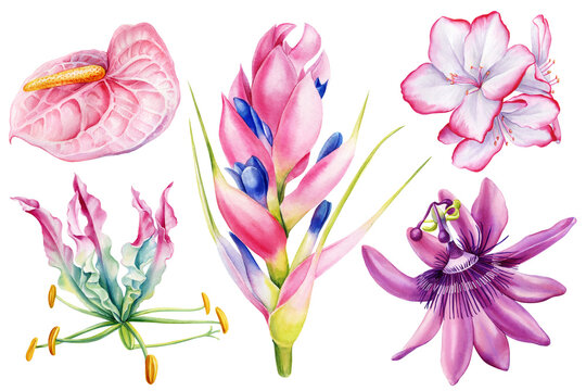 Tropical flowers set on isolated background watercolor botanical illustration, hand drawing exotic flora, jungle plant