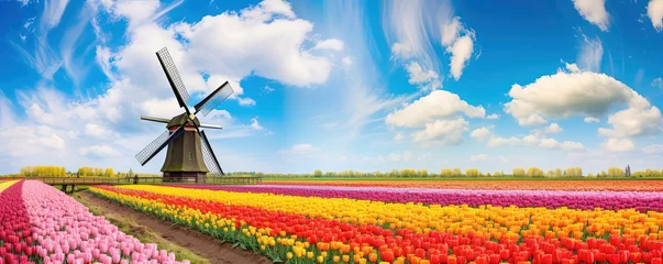 Poster Panorama of landscape with blooming colorful tulip field, traditional dutch windmill and blue cloudy sky in Netherlands Holland , Europe - Tulips flowers background panoramic banner © Sanych