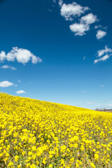 Obraz premium 春の到来を告げるなの花畑