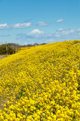 Obraz premium 春の到来を告げるなの花畑