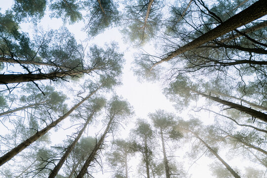 Kiefernwald im Morgennebel