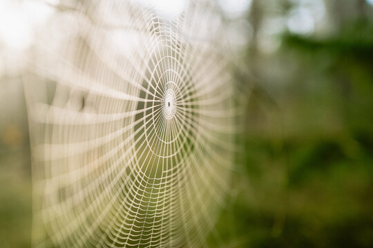 Spinnennetz im Morgennebel