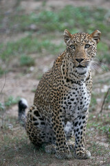 Female Leopard (Panthera pardus) hunting in South Luangwa National Park, Zambia