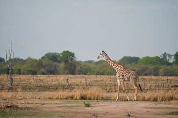 Thornicroft giraffe (Giraffa camelopardalis thornicrofti) in South Luangwa National Park, Zambia